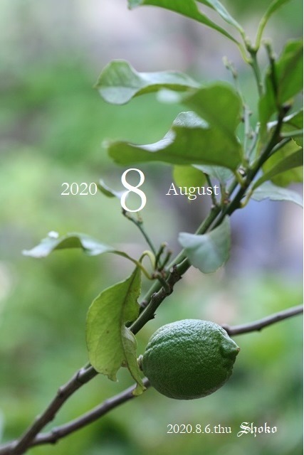 2020_8_6-Lemon-397n.jpg