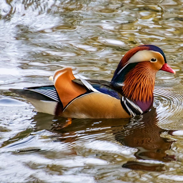 mandarin-ducks-4583738_640.jpg