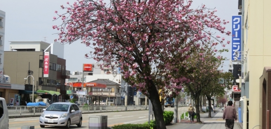 2環状線東歩道の八重桜