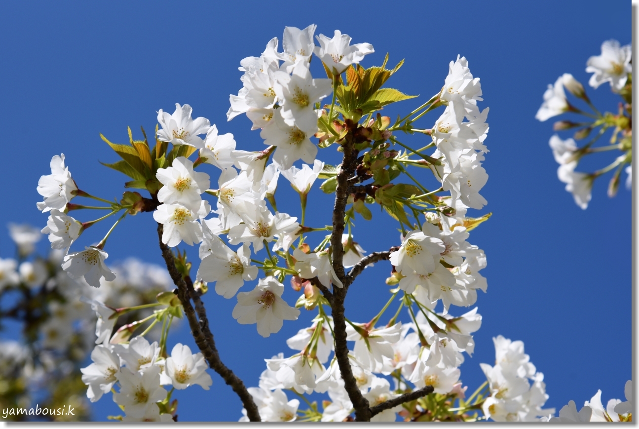 うみなか 白い桜はオオシマザクラ 海の中道海浜公園