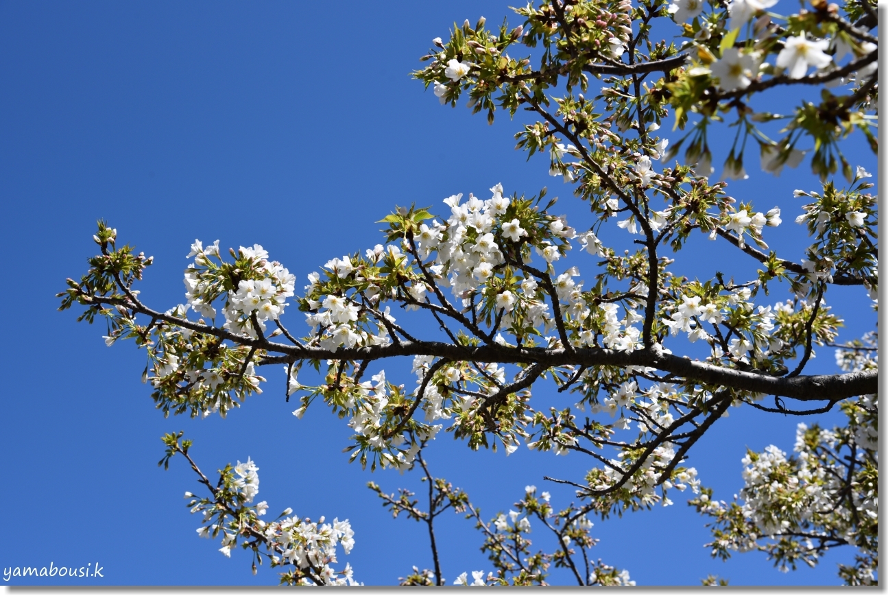 うみなか 白い桜はオオシマザクラ 海の中道海浜公園
