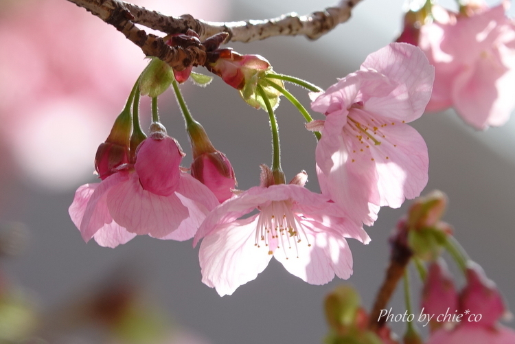 横浜関内の早咲き桜-003