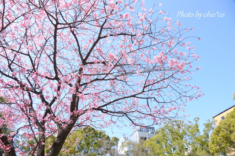 横浜関内の早咲き桜-087