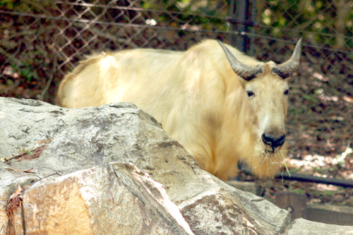 動物zoo感ごっこ 偶蹄目 ウシ科 動物zoo感ごっこ 偶蹄目 ウシ科